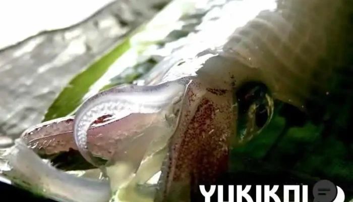 口福の馳走屋 梅乃葉 -  料理飲み物 - 萩市