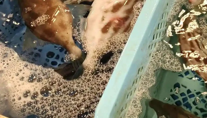 姫路まえどれ市場 -  魚類 - 姫路市