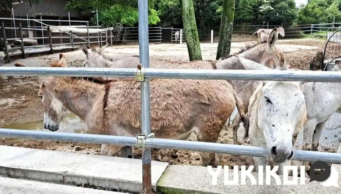 杉五兵衛 動画 - 枚方市